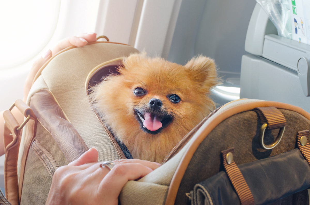 Lufthansa dogs hot sale on board