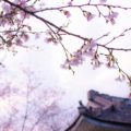 See Japan's sakura during spring break in Tokyo