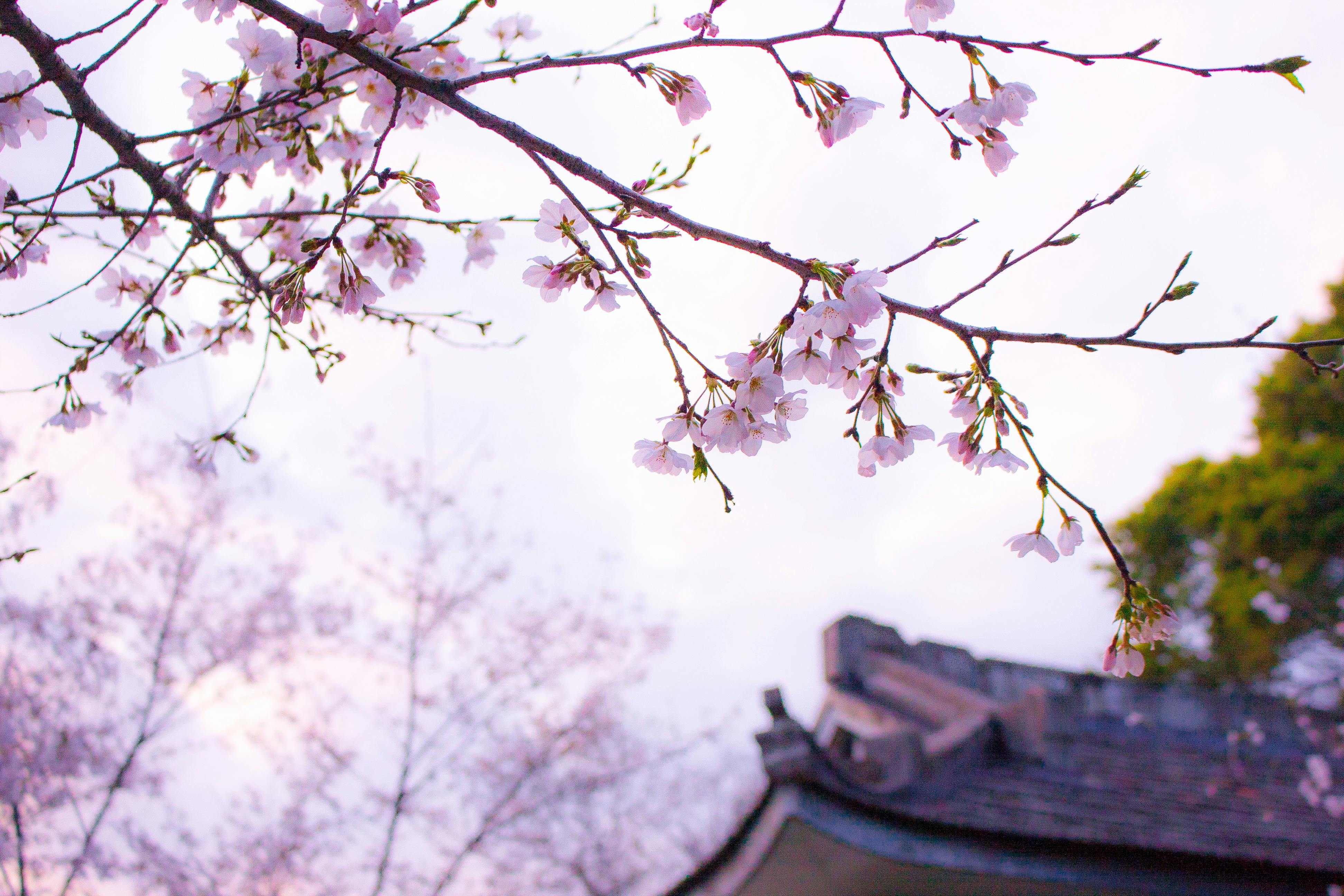 See Japan's sakura during spring break in Tokyo