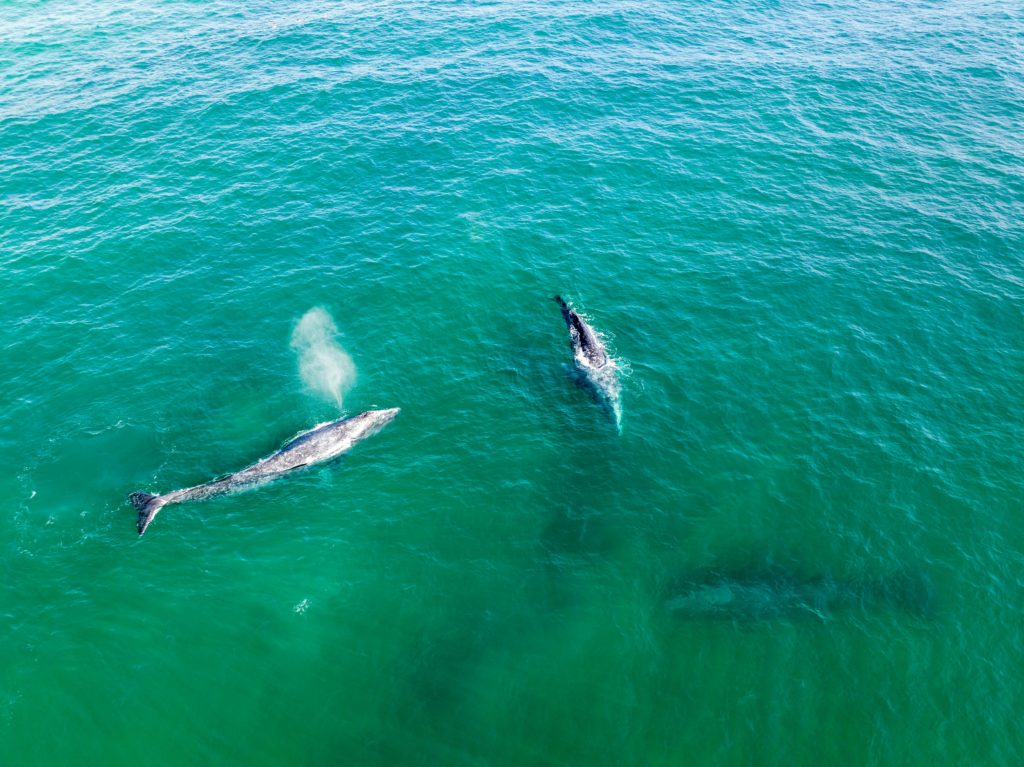 Go whale watching in Los Cabos, one of our top winter getaways